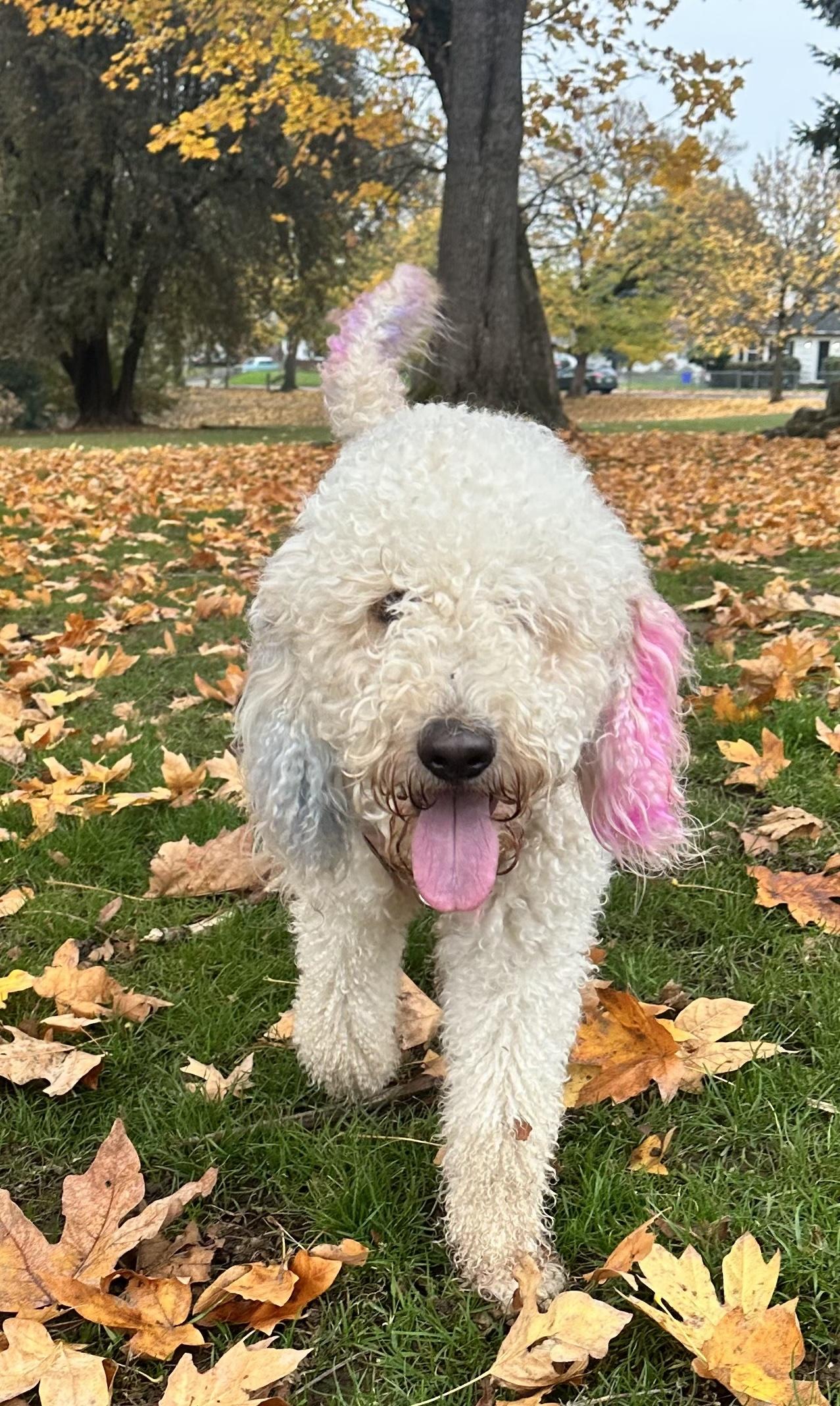 Lady Gaga a Local Dog, easgoing and affectionate, an adoptable mixed breed in Portland, OR image 5/6