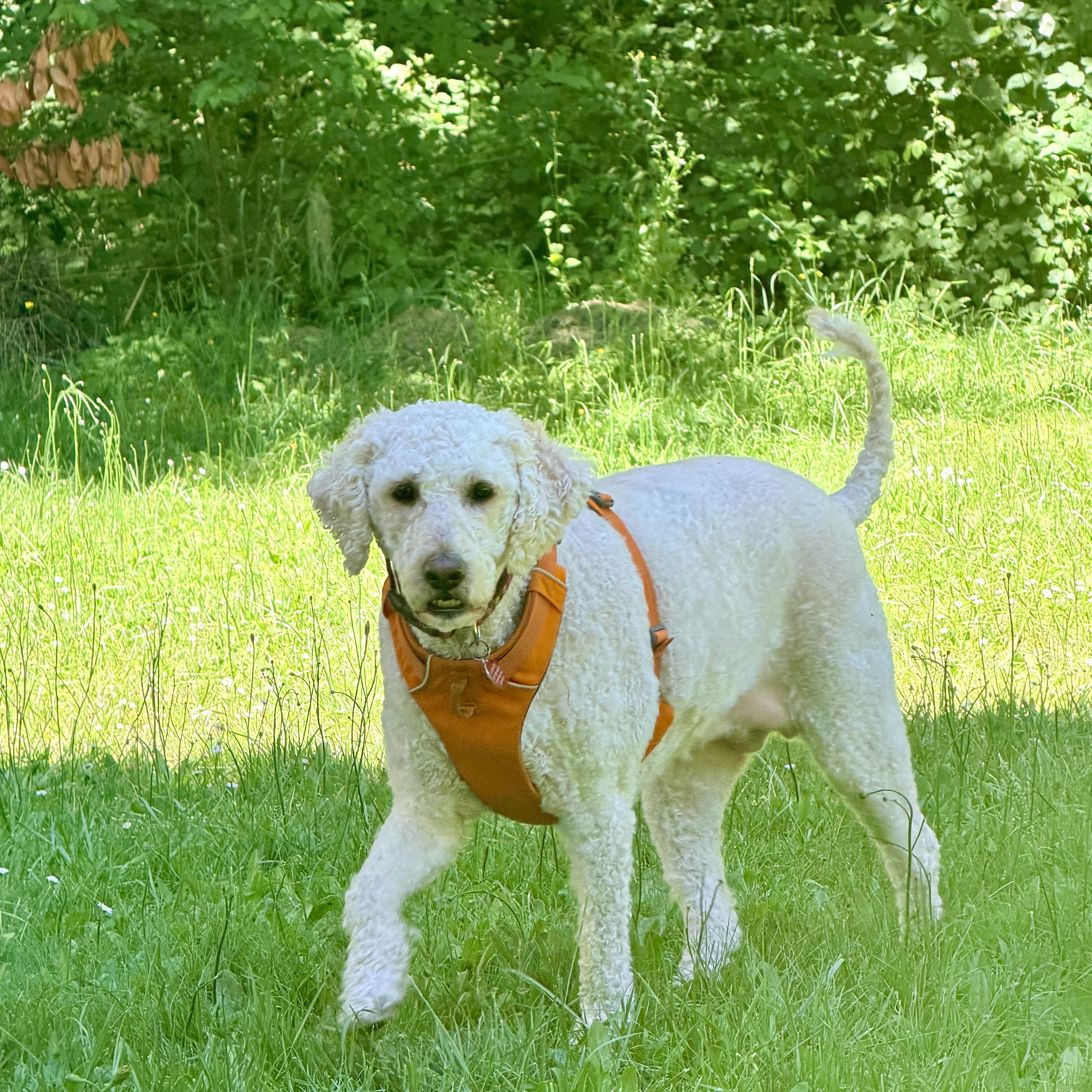 Lady Gaga, s local dog, moderate energy, very affectionate, an adoptable mixed breed in Cascadia, OR image 2/6