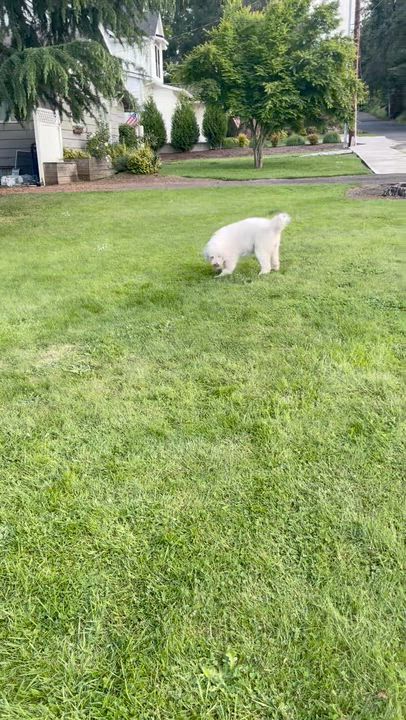 Enlarge Lady Gaga a Local Dog, easgoing and affectionate, an adoptable mixed breed in Portland, OR video 6/6