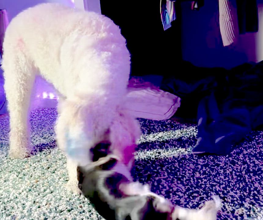 Enlarge Lady Gaga, an adopted mixed breed in Portland, OR video 6/6