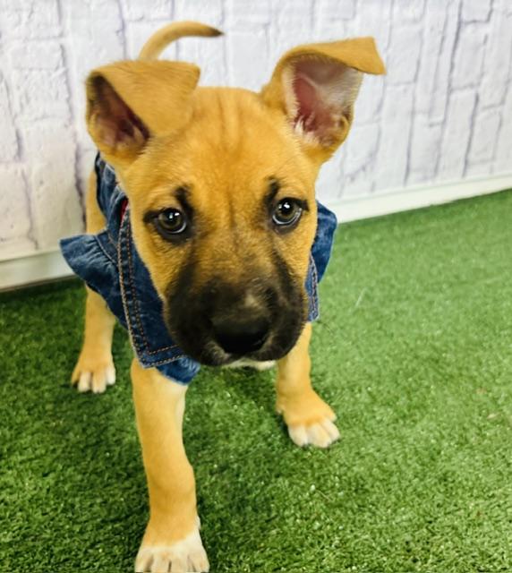 Biscuit — thumbnail 3