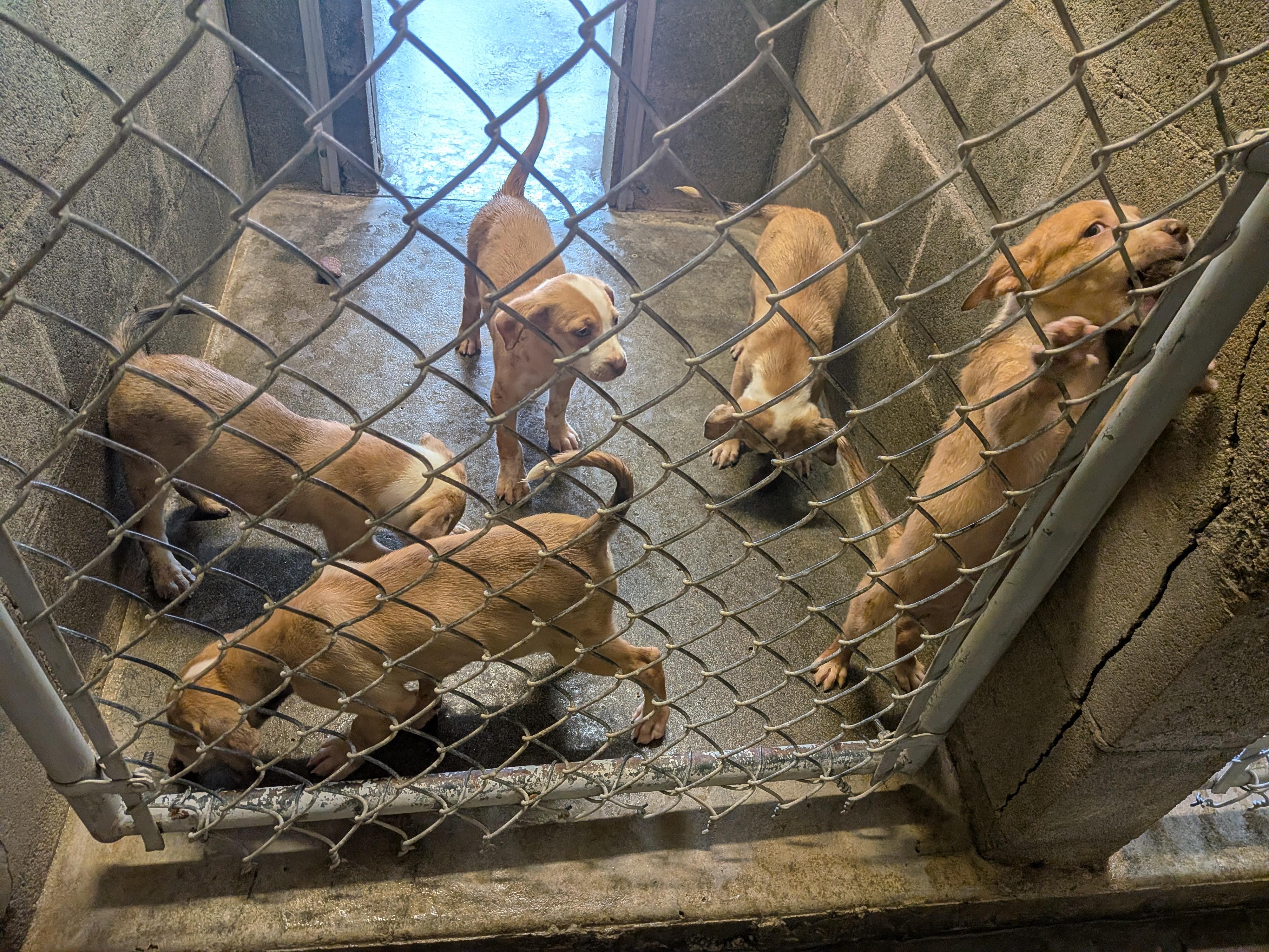 Heeler/Pit Bull puppies, ADOPTABLE, Puppy Female Australian Cattle Dog / Blue Heeler & Pit Bull Terrier.