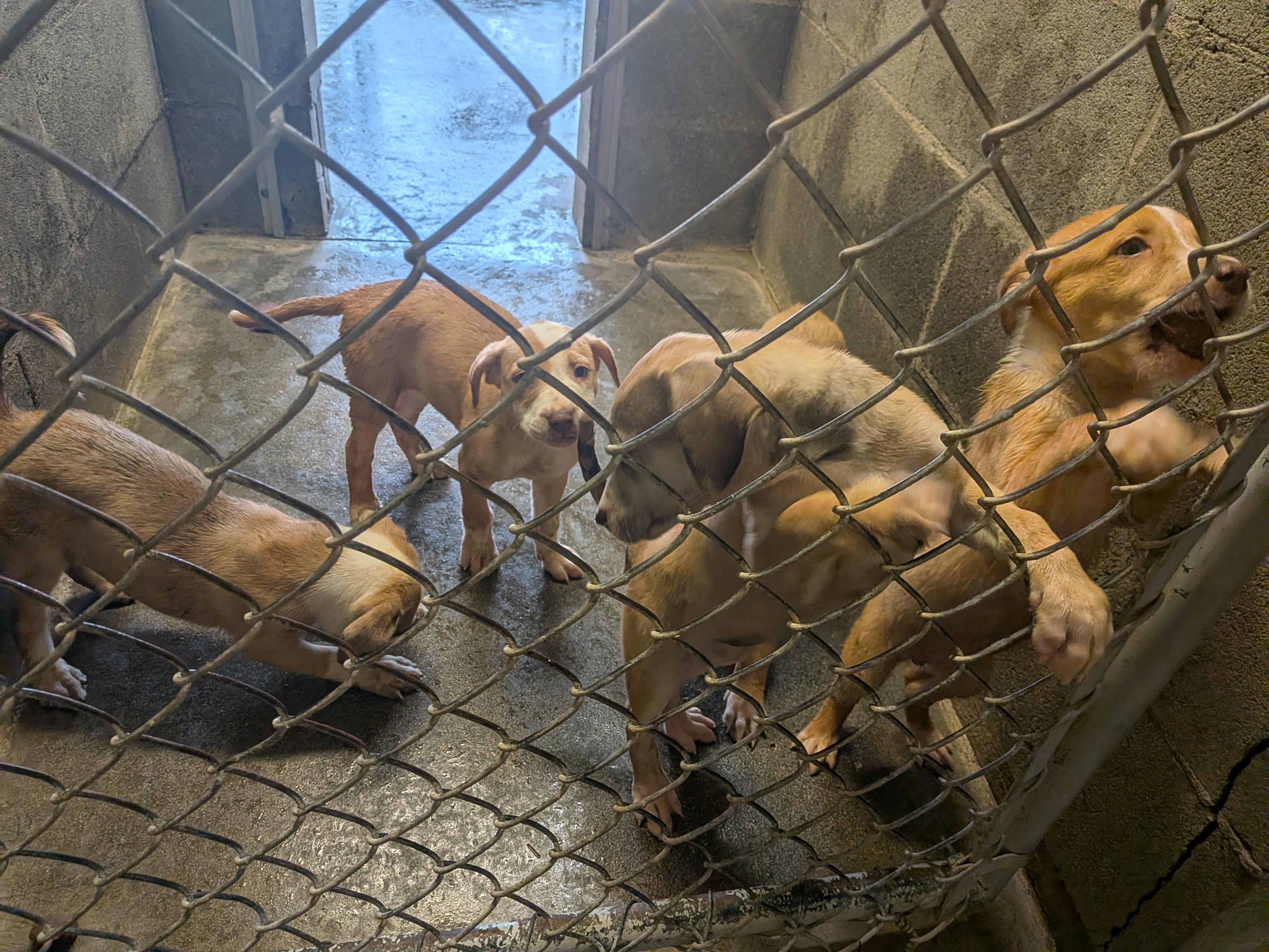 Heeler/Pit Bull puppies, a ADOPTABLE mixed breed in Hermiston, OR image 3/3