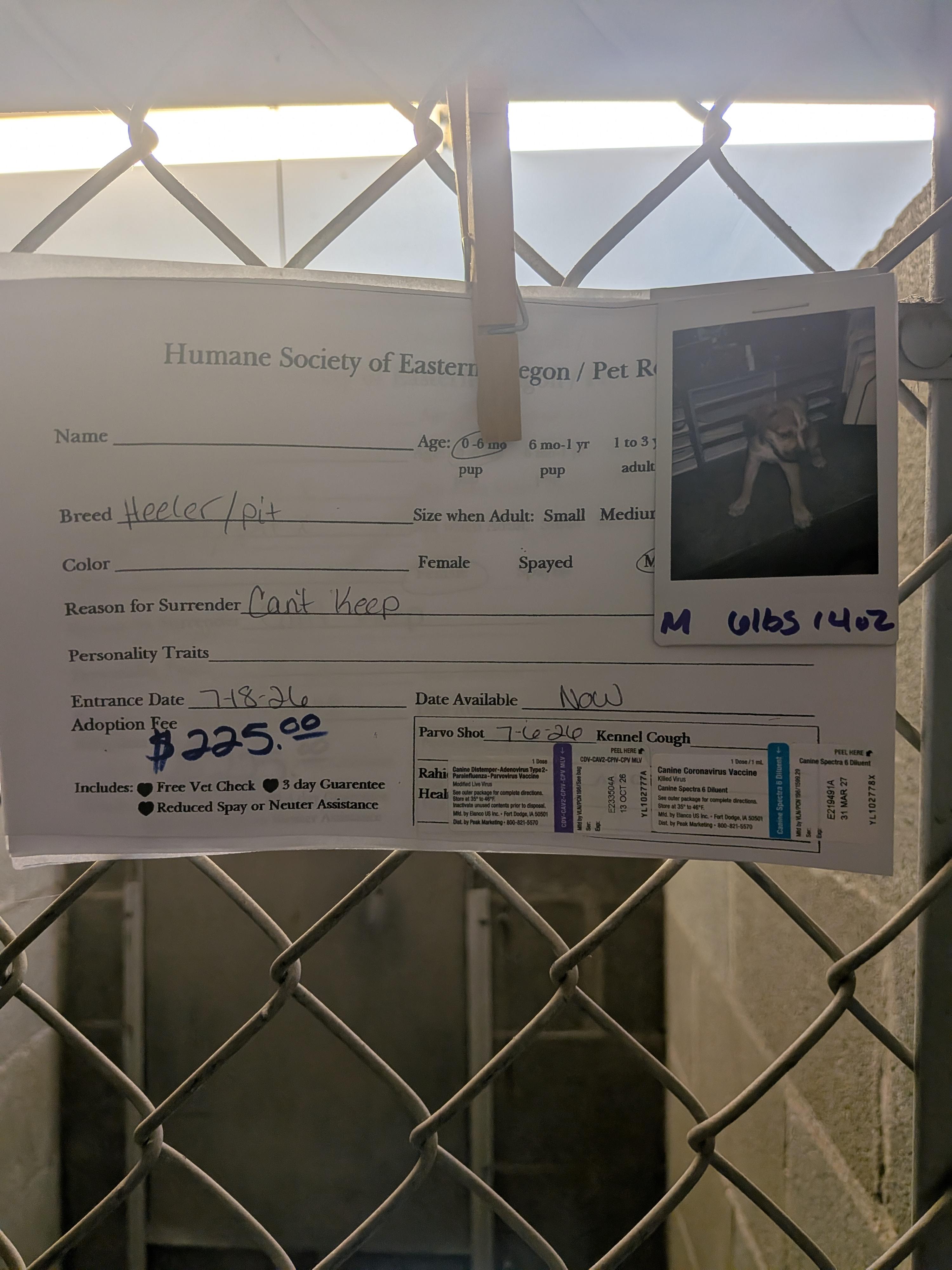 Heeler/Pit Bull puppies, a ADOPTABLE mixed breed in Hermiston, OR image 2/3
