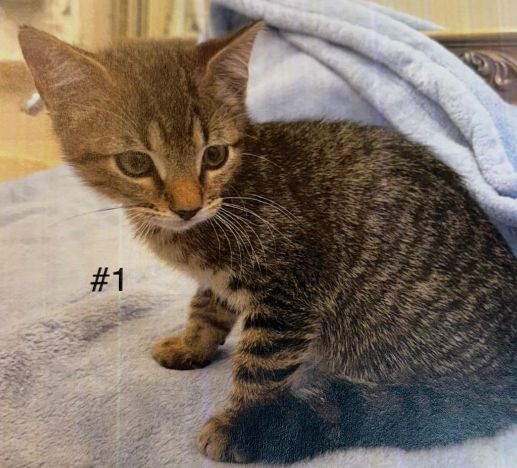 G-Diego, Adoptable, Kitten Male Domestic Short Hair.