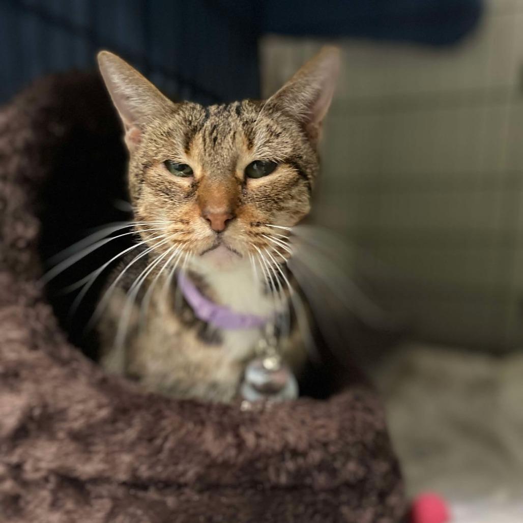 Cicely — thumbnail 2