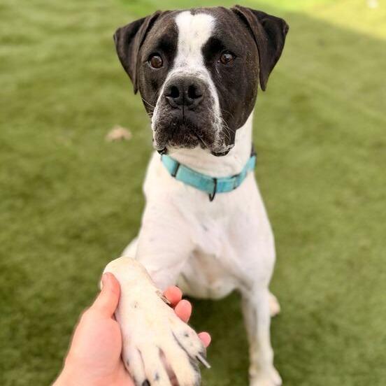 Enlarge Hutch, a Adoptable Mixed Breed in Davenport, IA image 1/6