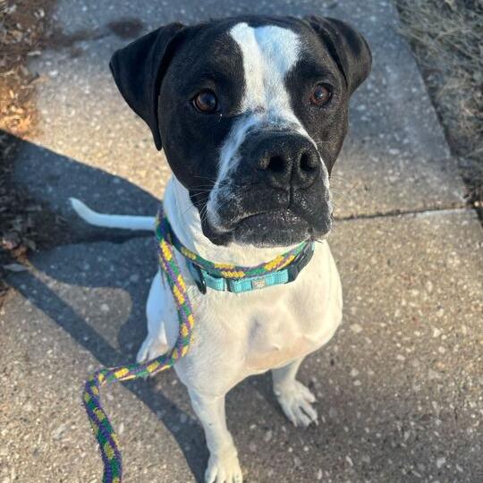 Enlarge Hutch, a Adoptable Mixed Breed in Davenport, IA image 2/6