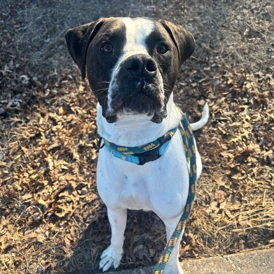 Enlarge Hutch, a Adoptable Mixed Breed in Davenport, IA image 3/6
