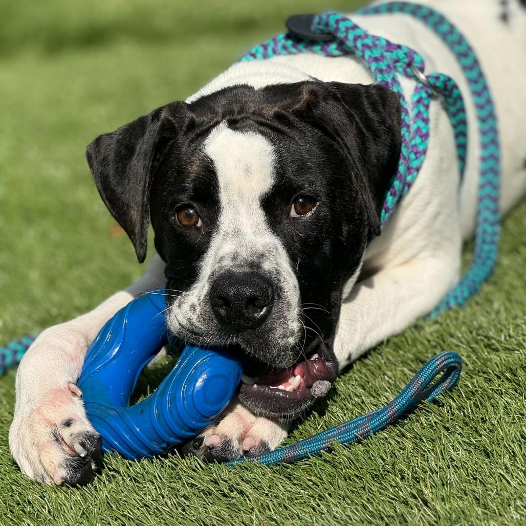 Enlarge Hutch, a Adoptable Mixed Breed in Davenport, IA image 4/6