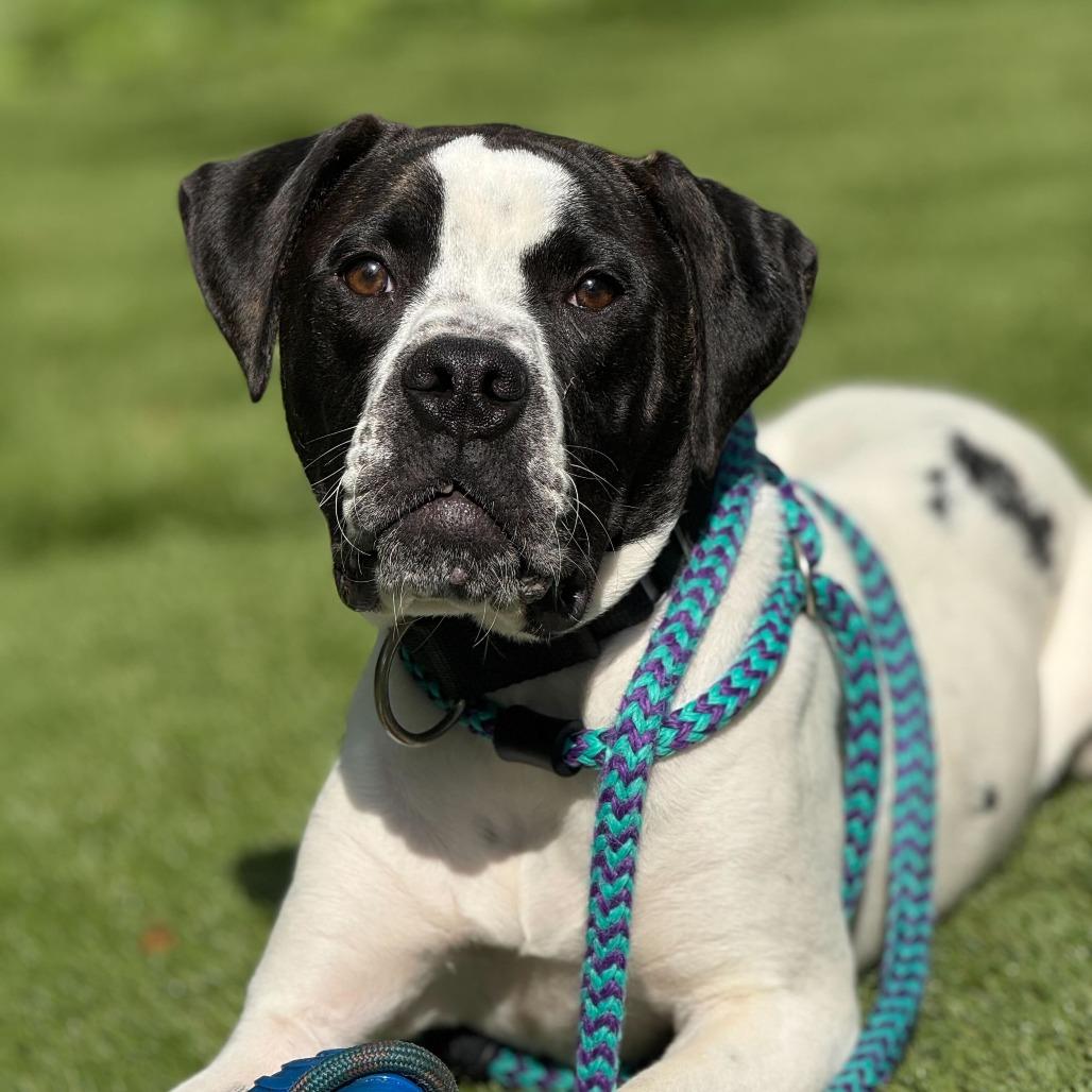 Enlarge Hutch, a Adoptable Mixed Breed in Davenport, IA image 5/6