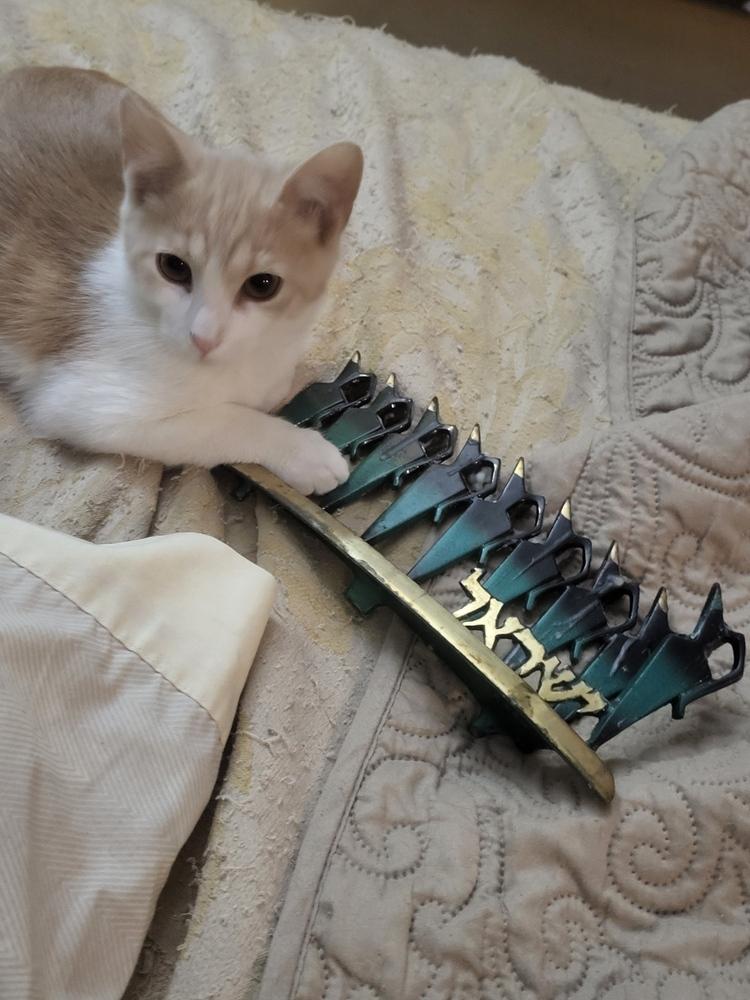 Fisher, Adoptable, Kitten Male Domestic Short Hair.