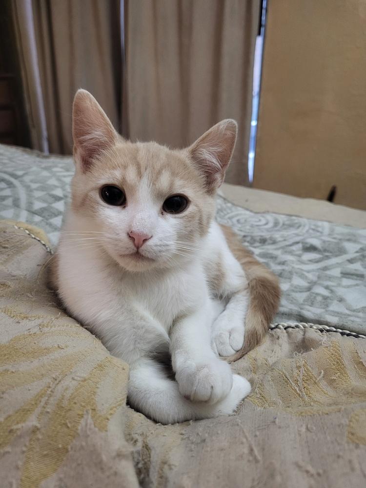 Enlarge Fisher, a Adoptable mixed breed in New York, NY image 2/6