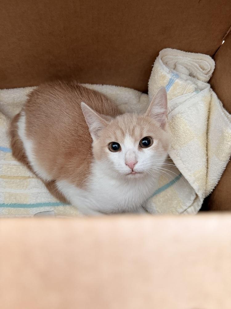 Enlarge Fisher, a Adoptable mixed breed in New York, NY image 4/6