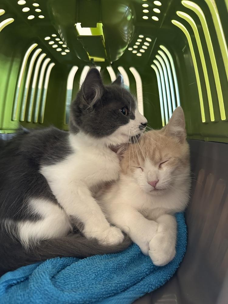 Enlarge Fisher, a Adoptable mixed breed in New York, NY image 5/6