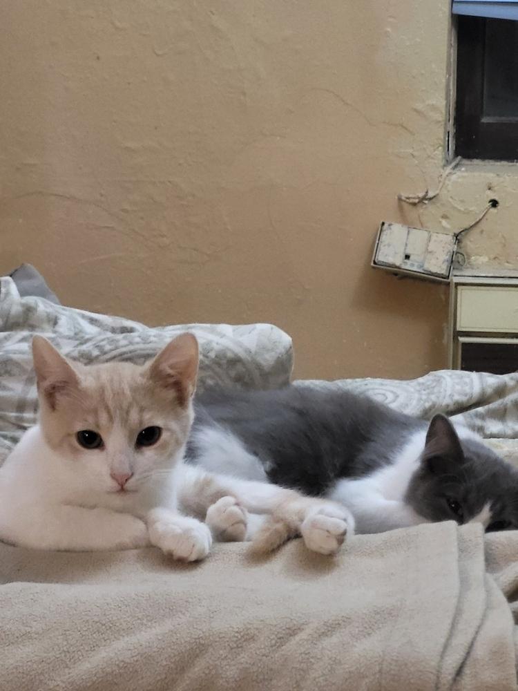 Enlarge Fisher, a Adoptable mixed breed in New York, NY image 6/6