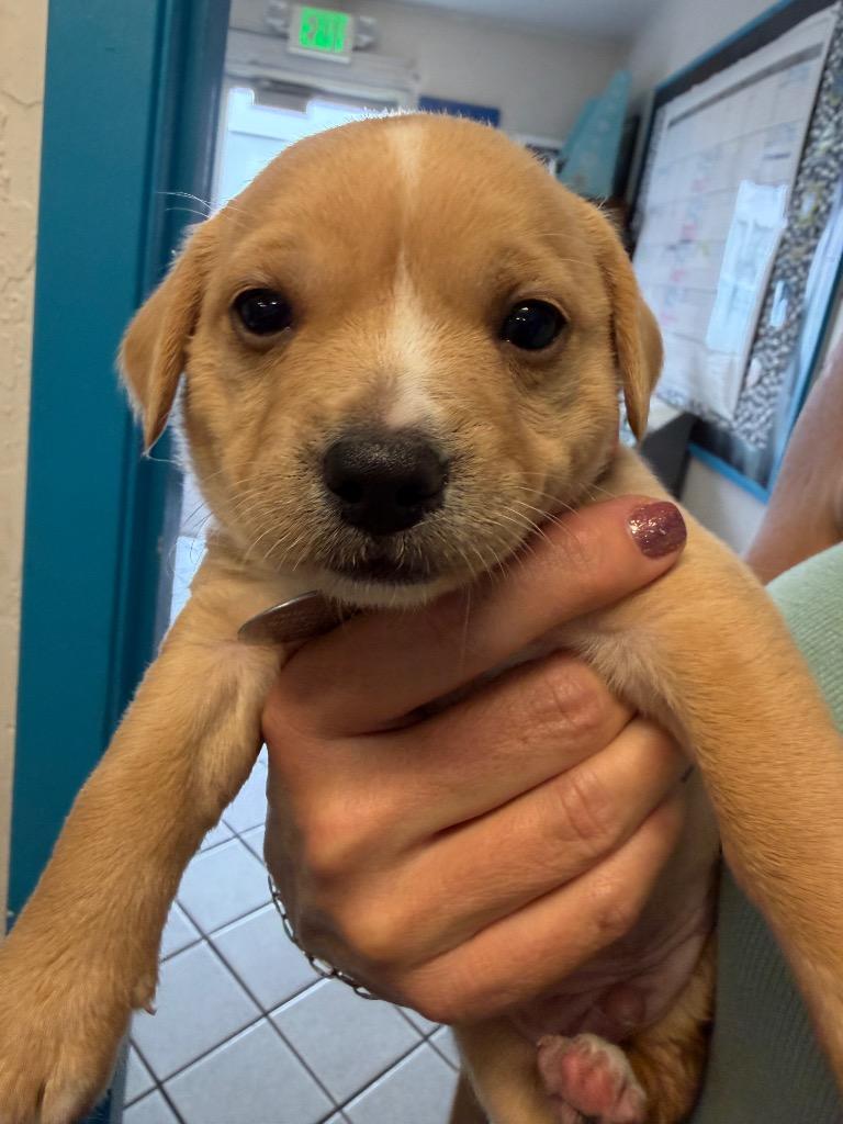Enlarge Vaporeon, a Adoptable mixed breed in Reno, NV image 1/6
