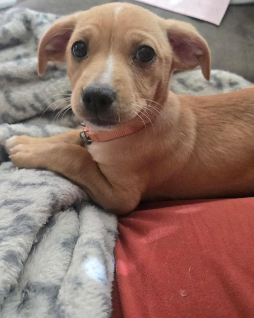 Enlarge Vaporeon, a Adoptable mixed breed in Reno, NV image 2/6