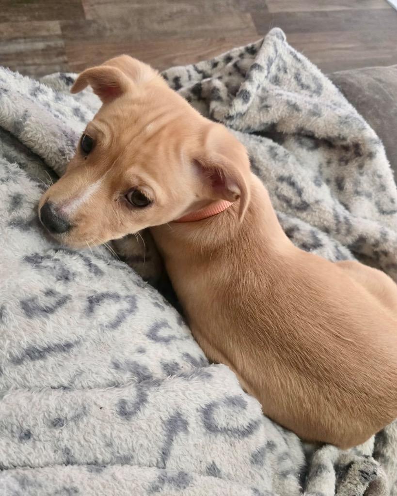 Enlarge Vaporeon, a Adoptable mixed breed in Reno, NV image 4/6