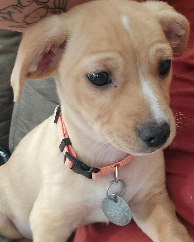 Enlarge Vaporeon, a Adoptable mixed breed in Reno, NV image 5/6