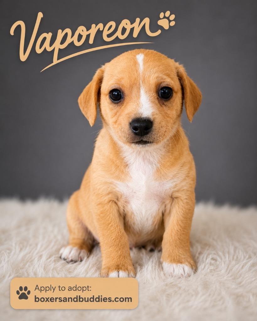 Enlarge Vaporeon, a Adoptable mixed breed in Reno, NV image 6/6