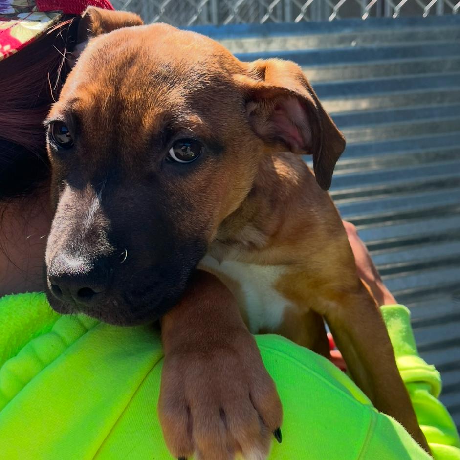 Timothee, Adoptable, Puppy Male Pit Bull Terrier.