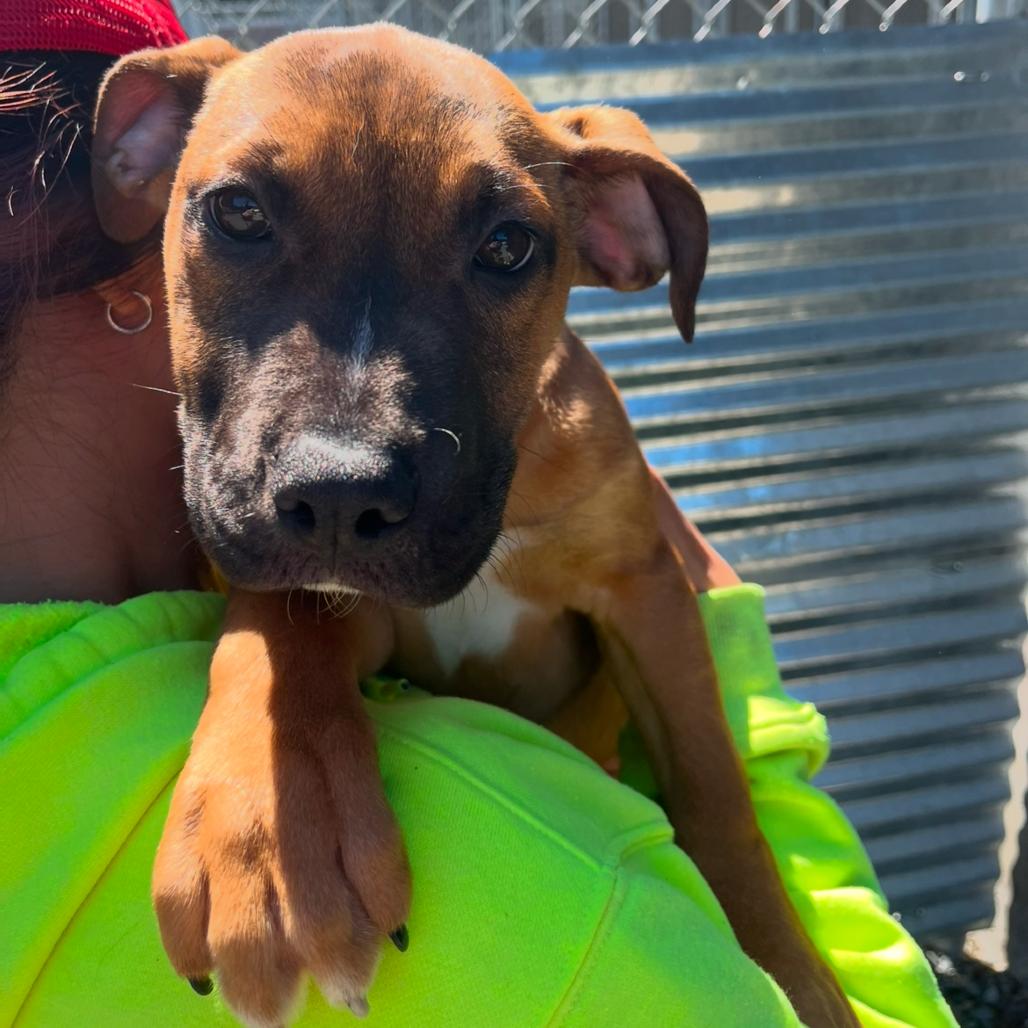 Enlarge Timothee, a Adoptable Pit Bull Terrier in Port Angeles, WA image 2/2