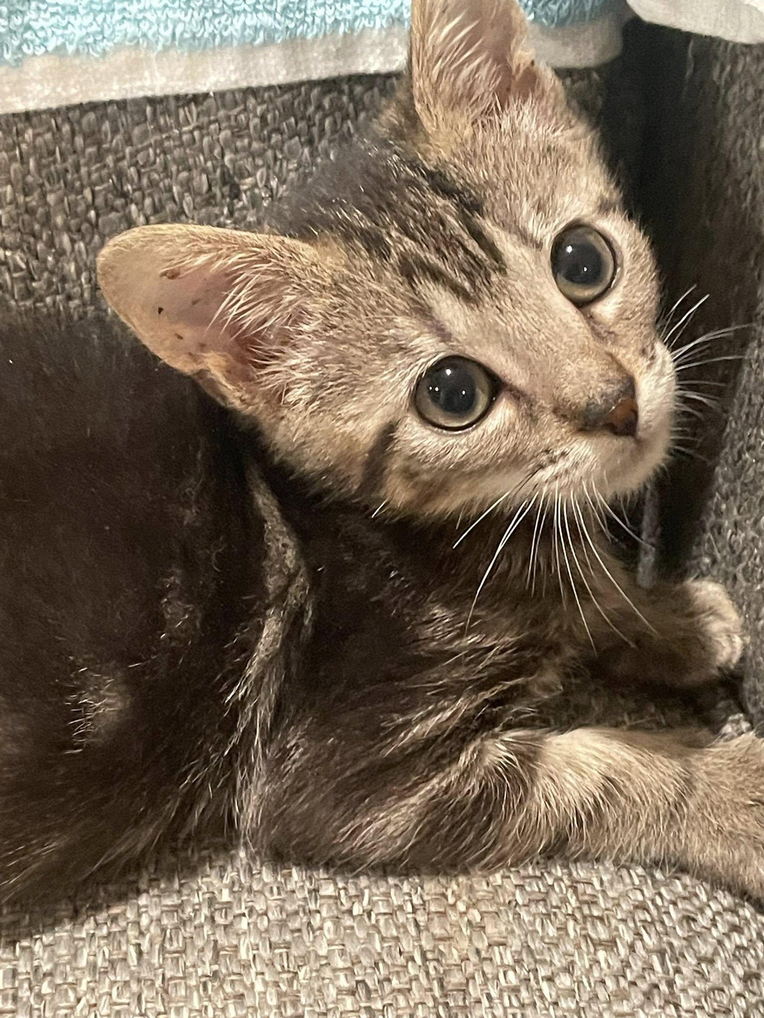 Elijah, ADOPTABLE, Kitten Male Domestic Short Hair.