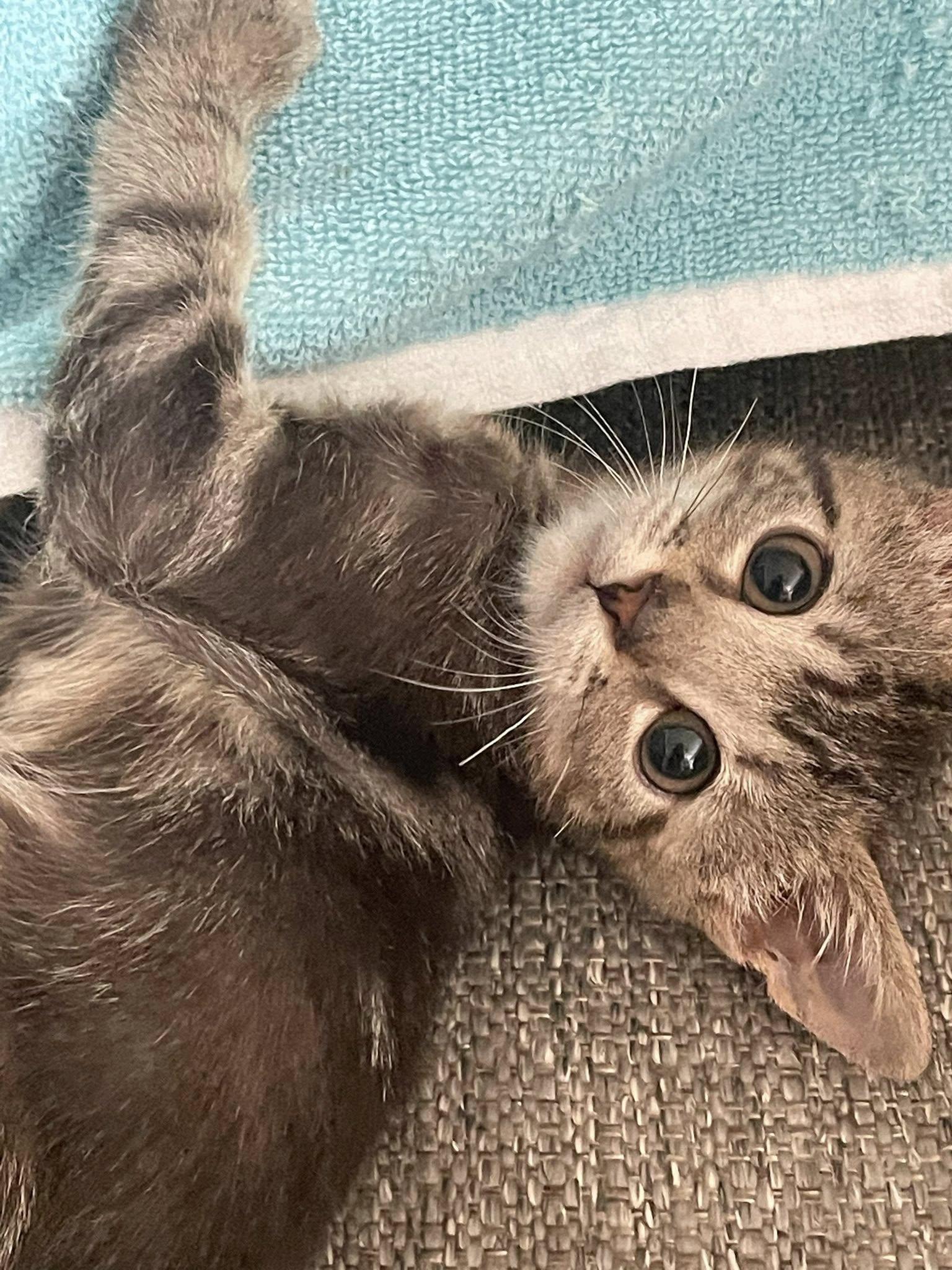 Enlarge Elijah, a ADOPTABLE Domestic Short Hair in Concord, NC image 3/3