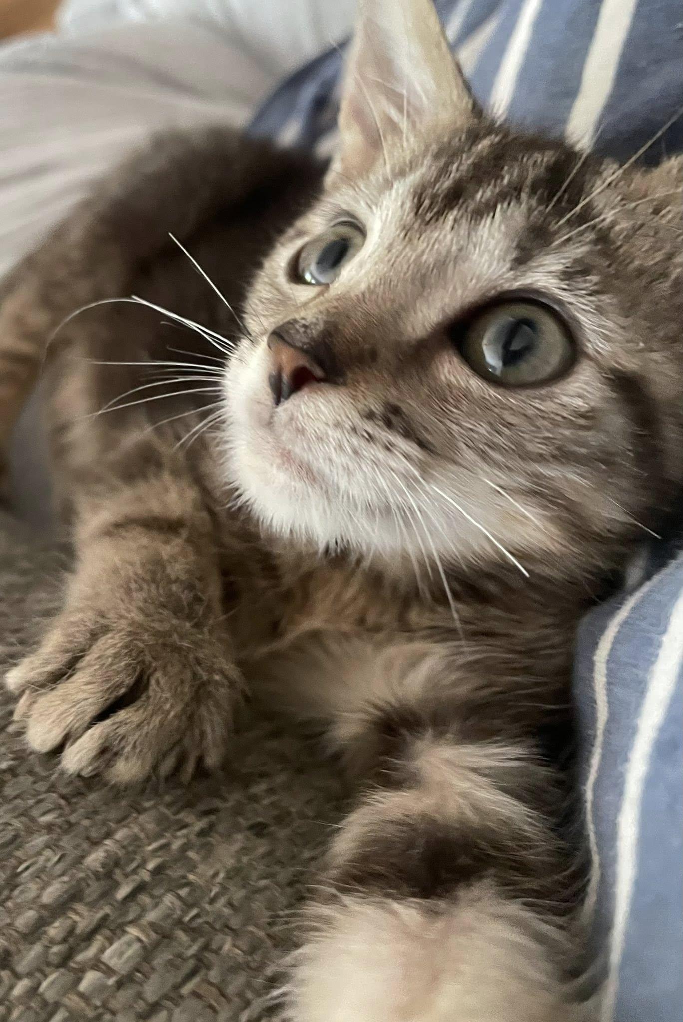 Enlarge Elijah, a ADOPTABLE Domestic Short Hair in Concord, NC image 2/3