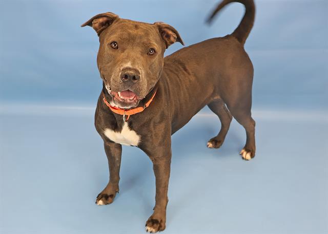 Enlarge KIRA MARIE, a Adoptable mixed breed in Colorado Springs, CO image 1/1