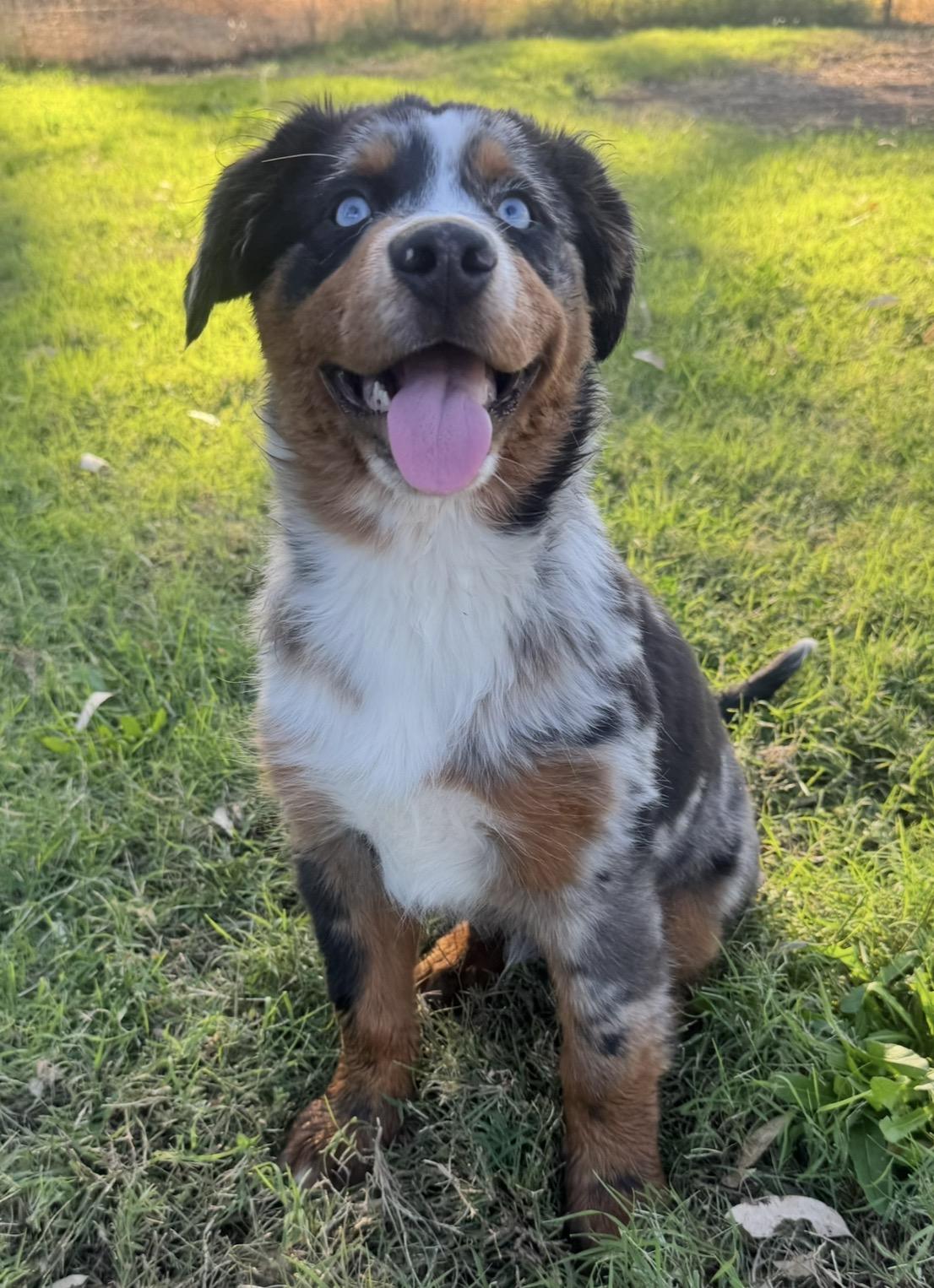 Enlarge Wrangler, a Adoptable Australian Shepherd in Lincoln, CA image 1/2