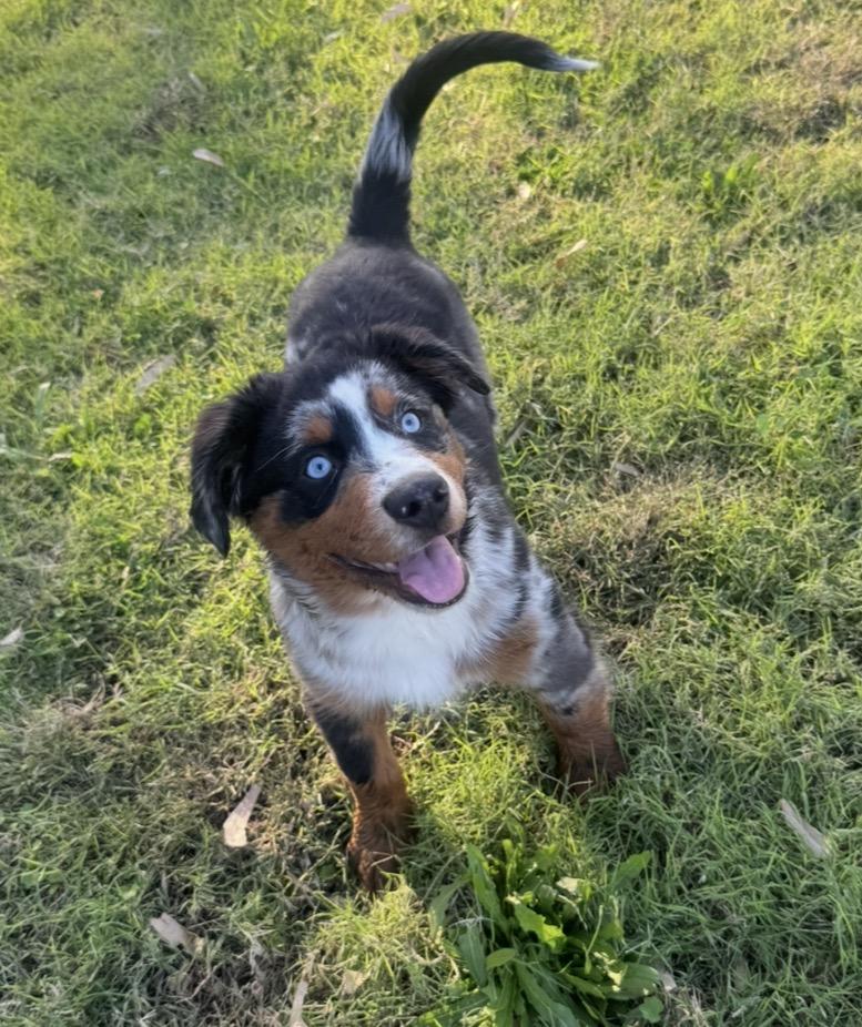 Enlarge Wrangler, a Adoptable Australian Shepherd in Lincoln, CA image 2/2