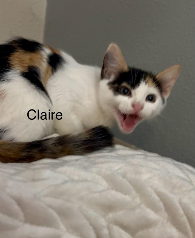 Enlarge Claire, a Adoptable Calico in Fern Park, FL image 1/2
