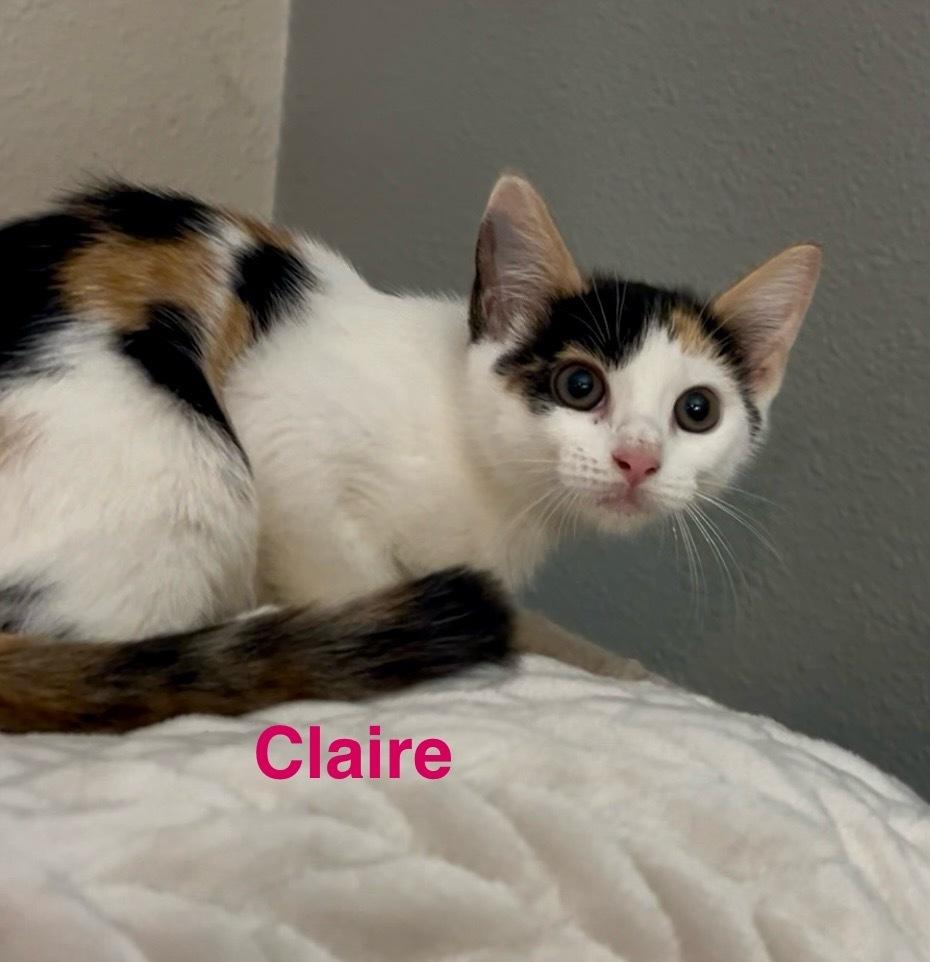 Enlarge Claire, a Adoptable Calico in Fern Park, FL image 2/2