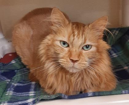 Tipper, Adoptable, Young Male Domestic Medium Hair & Domestic Short Hair.