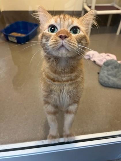 Enlarge Tipper, a Adoptable mixed breed in Everett, WA image 2/2