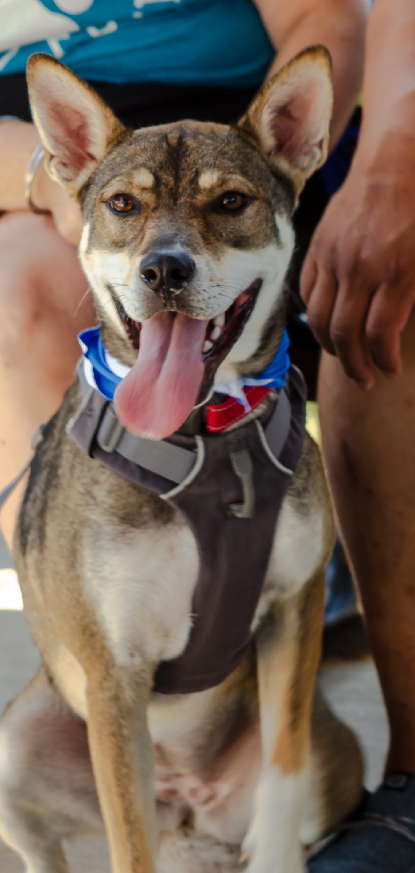 Koi, a Adoptable mixed breed in Cross Roads, TX image 6/6