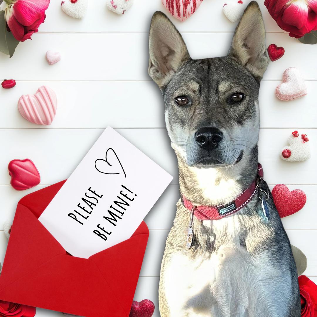 Koi, Adoptable, Adult Female Shiba Inu & Shepherd.