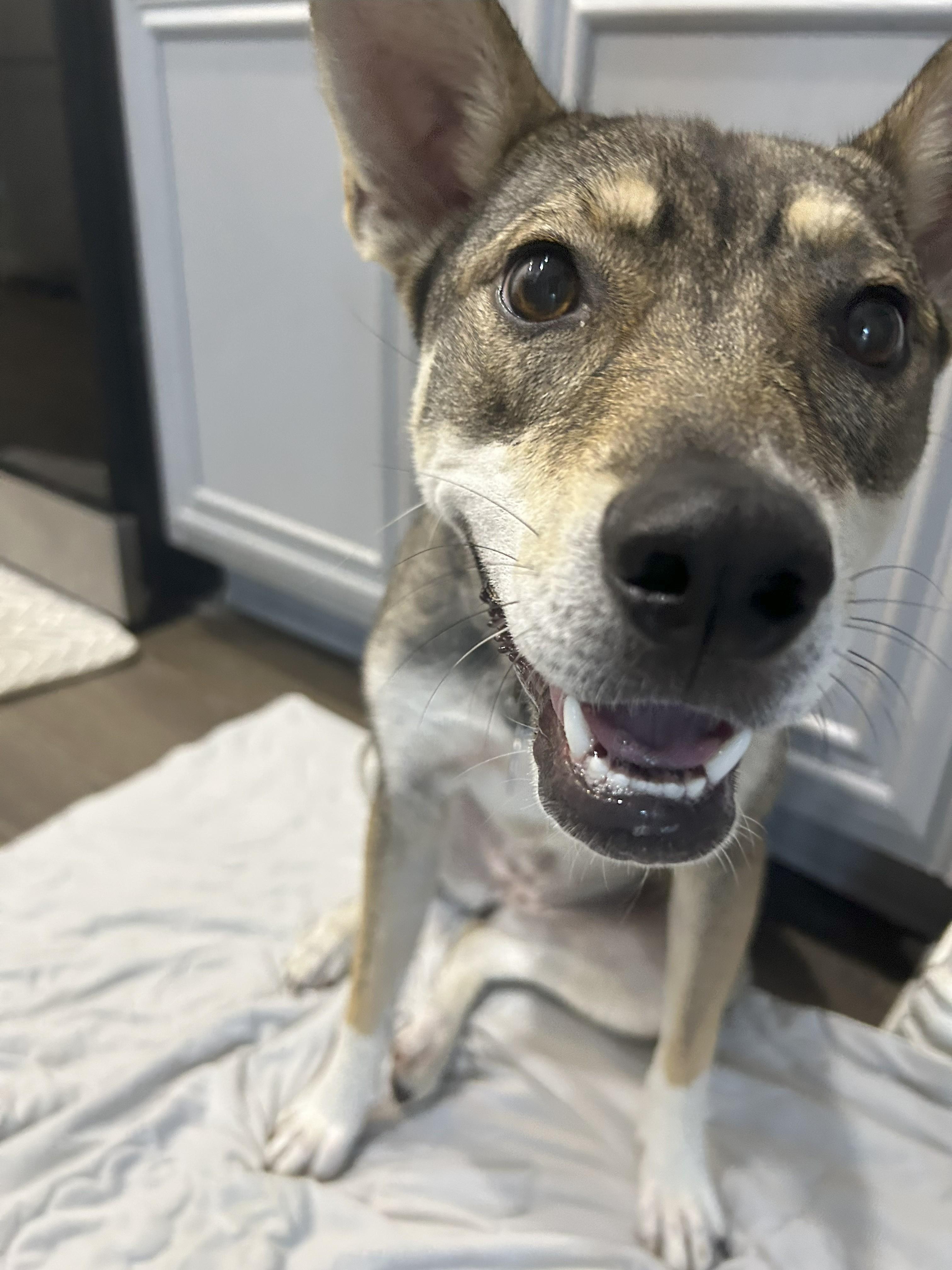 Koi, a Adoptable mixed breed in Cross Roads, TX image 5/6