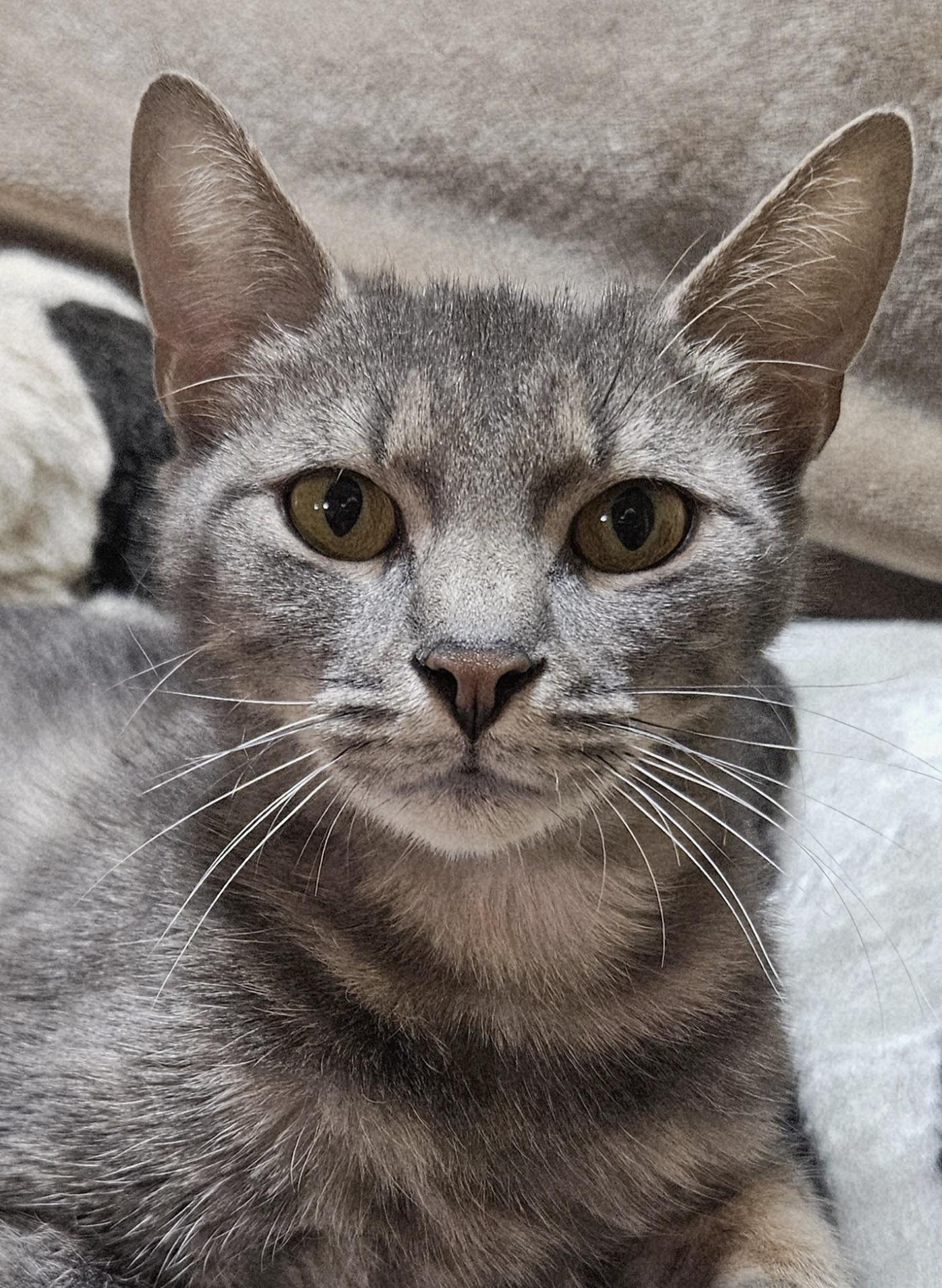 Amaryllis, a ADOPTABLE mixed breed in Berlin, CT image 2/4