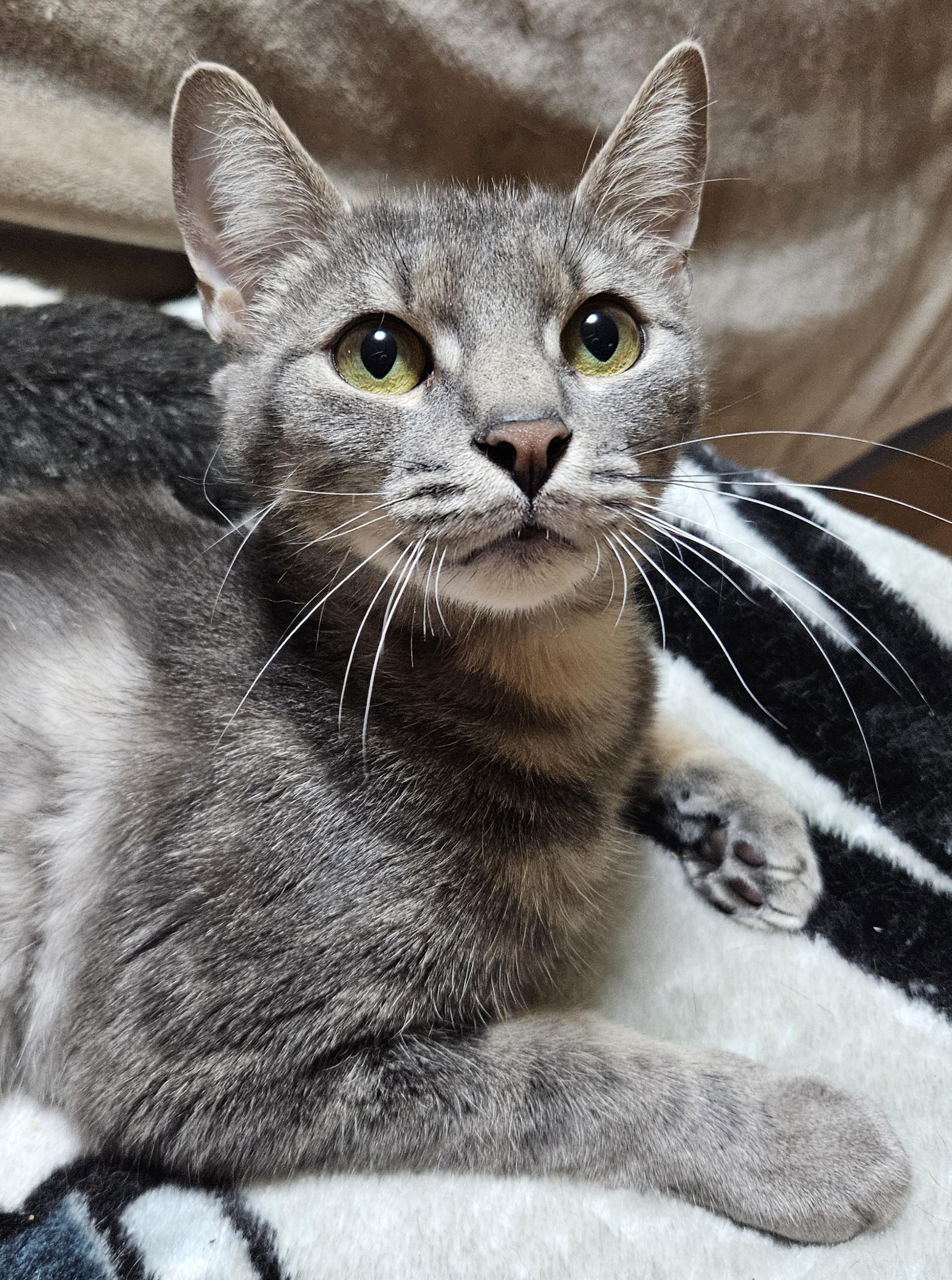 Amaryllis, a ADOPTABLE mixed breed in Berlin, CT image 3/4