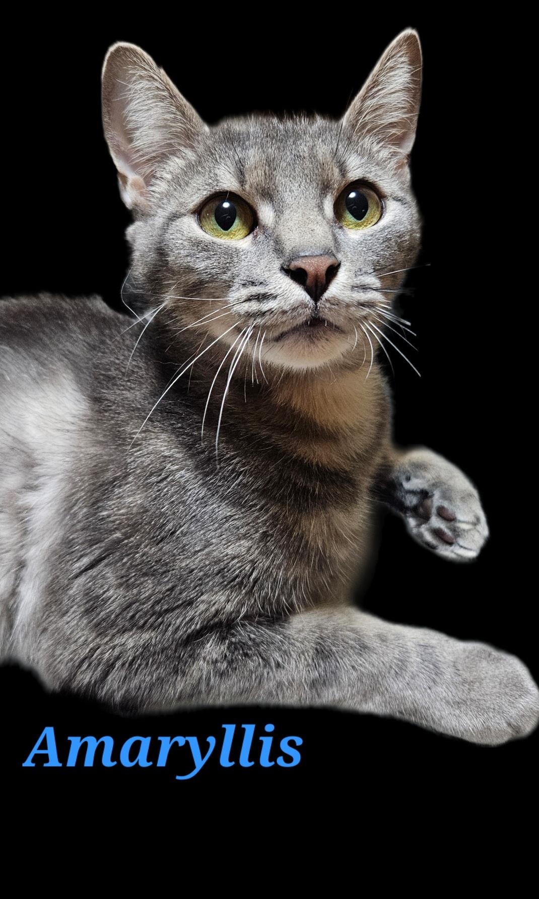 Amaryllis, ADOPTABLE, Young Female Tabby & Russian Blue.