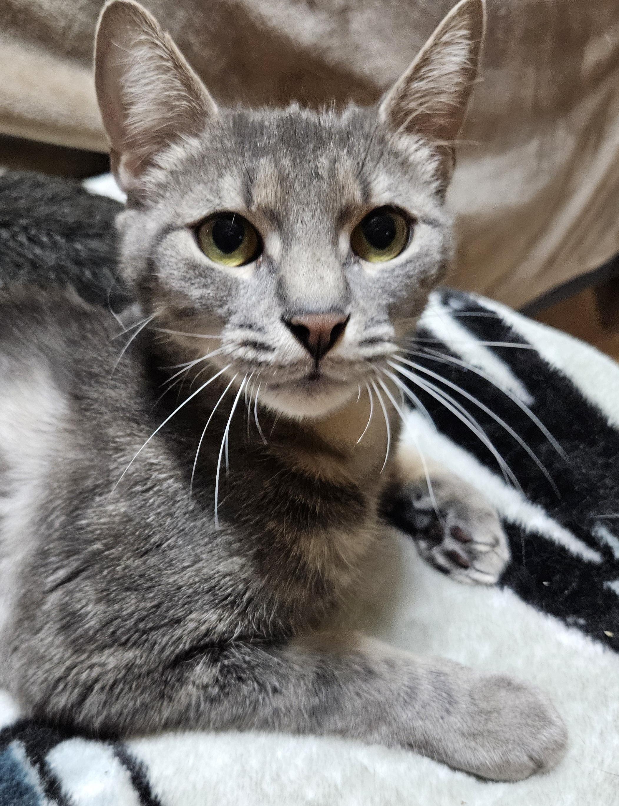 Amaryllis, a ADOPTABLE mixed breed in Berlin, CT image 4/4