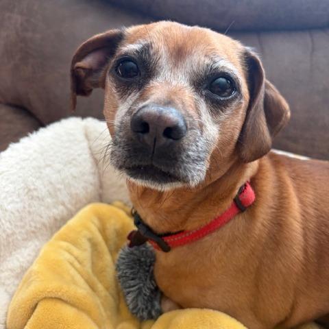 Enlarge Woody, a Adoptable mixed breed in Corvallis, OR image 2/6