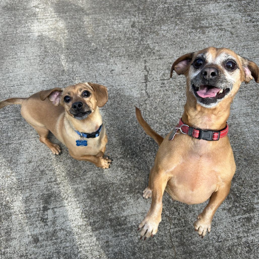 Enlarge Woody, a Adoptable mixed breed in Corvallis, OR image 3/6