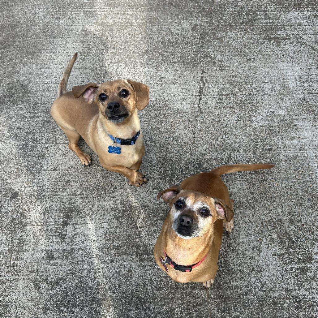 Enlarge Woody, a Adoptable mixed breed in Corvallis, OR image 4/6