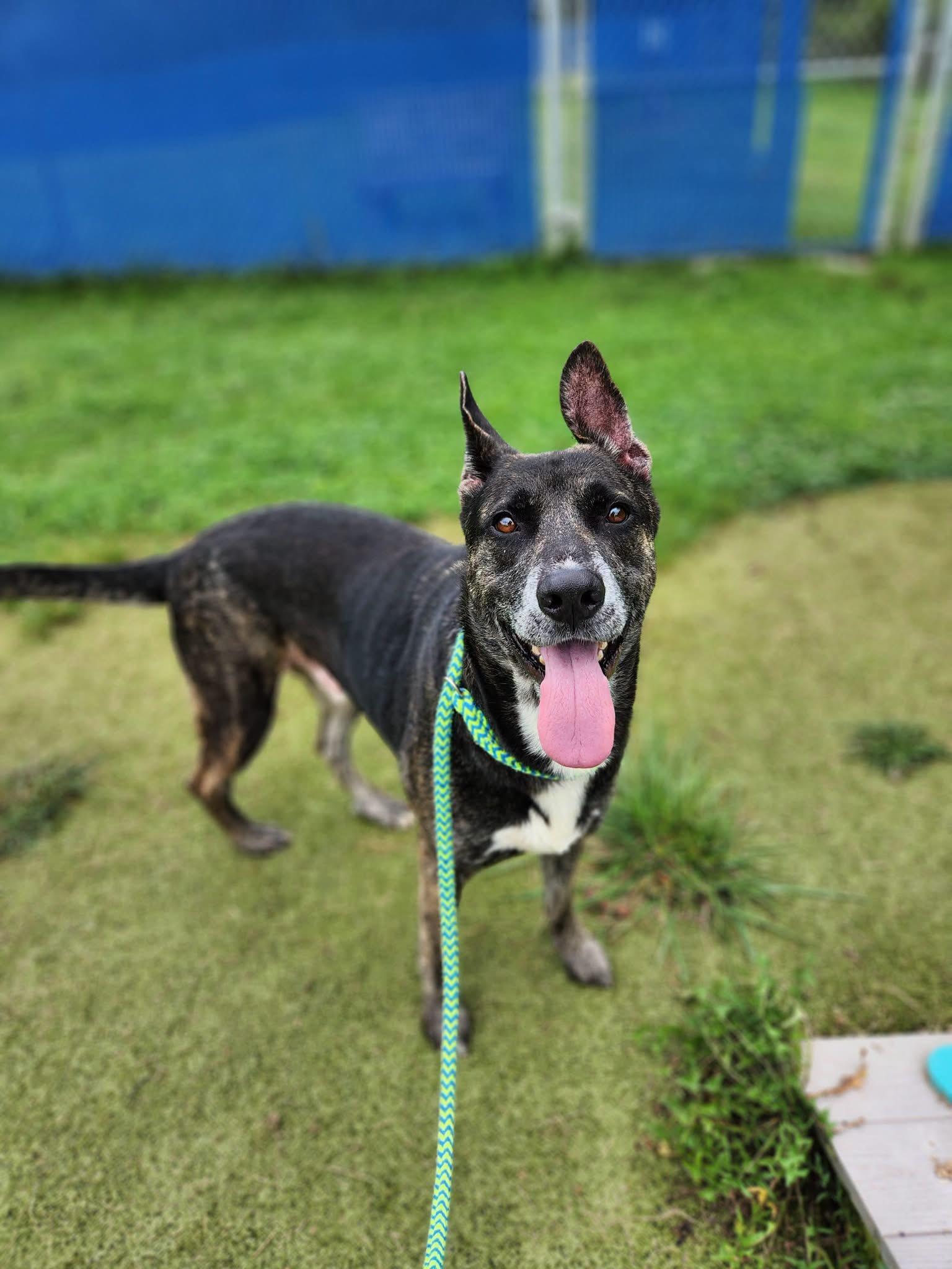Enlarge CLINT, a Adoptable Mixed Breed in Ashland, OH image 1/1