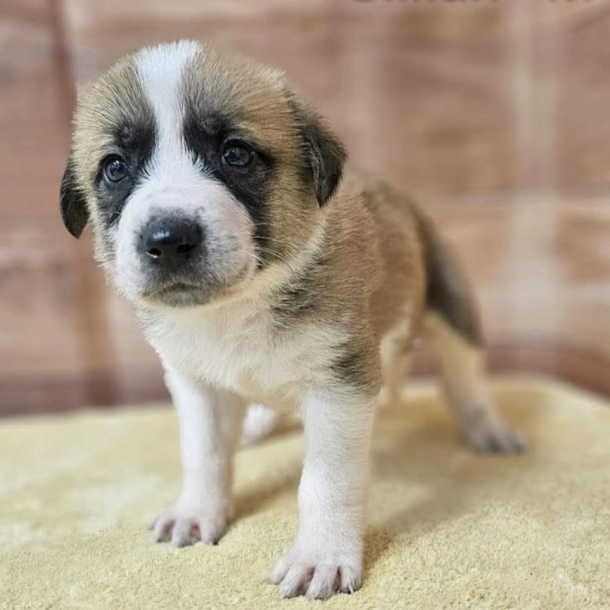 Gillian, adopted, Puppy Male Saint Bernard & Collie.