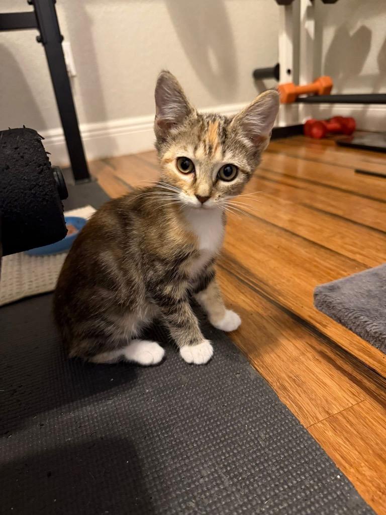 Grinch, Adoptable, Kitten Female Domestic Short Hair.